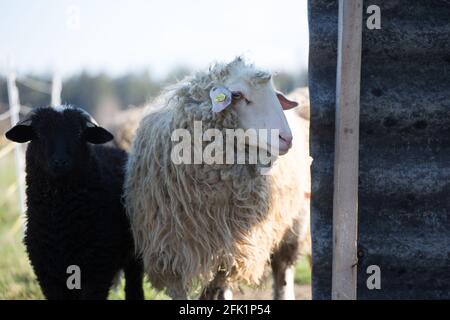 'Waldschaf' - une race de moutons menacée de la région de la forêt bavaroise, de la forêt de Bohême et du Waldviertel Banque D'Images