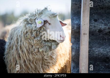 'Waldschaf' - une race de moutons menacée de la région de la forêt bavaroise, de la forêt de Bohême et du Waldviertel Banque D'Images