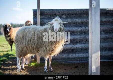 'Waldschaf' - une race de moutons menacée de la région de la forêt bavaroise, de la forêt de Bohême et du Waldviertel Banque D'Images