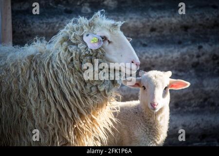 'Waldschaf' - une race de moutons menacée de la région de la forêt bavaroise, de la forêt de Bohême et du Waldviertel Banque D'Images