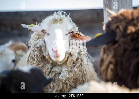 'Waldschaf' - une race de moutons menacée de la région de la forêt bavaroise, de la forêt de Bohême et du Waldviertel Banque D'Images