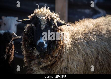 'Waldschaf' - une race de moutons menacée de la région de la forêt bavaroise, de la forêt de Bohême et du Waldviertel Banque D'Images