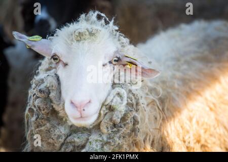 'Waldschaf' - une race de moutons menacée de la région de la forêt bavaroise, de la forêt de Bohême et du Waldviertel Banque D'Images