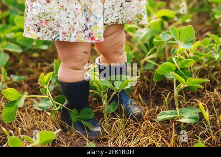 Enfant dans des bottes en caoutchouc chez les jeunes pousses de soja. Environnement jour de la Terre, environnement durable, plante Glycine max, soya, germe de soja growine Banque D'Images