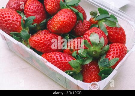 Fraises fraîchement récoltées dans un récipient en plastique. Gros plan. Banque D'Images