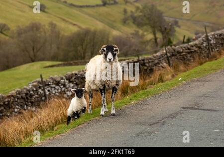 Swaledale ewe et son petit agneau sur le côté d'une route sur les hauts fells autour de Swaledale dans le North Yorkshire, Royaume-Uni. Printemps. Face avant FO Banque D'Images