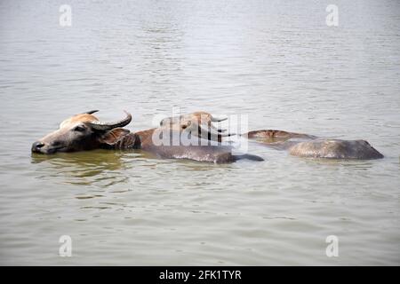 Dhaka, Bangladesh. 27 avril 2021. DHAKA, BANGLADESH - 27 avril : les buffles s'imprégnent dans un étang pour échapper à la chaleur de l'après-midi le 27 avril 2021, à Dhaka, au Bangladesh. Credit: SIPA USA/Alay Live News Banque D'Images