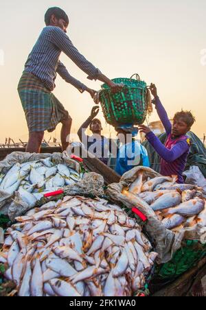 Les travailleurs sont occupés à décharger les poissons des chalutiers de pêche au Fishery Ghat à Chittagong. Banque D'Images