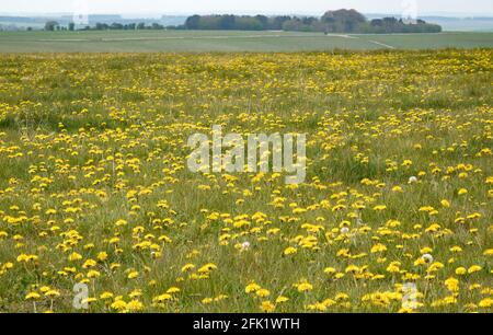 un champ de prairie plein de pissenlits de printemps jaune vif dedans pleine fleur Banque D'Images