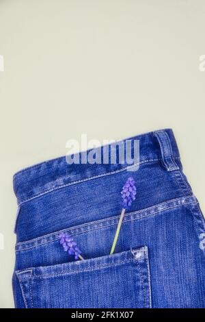 Directement au-dessus de la jacinthe de raisin (Muscari) fleurs de printemps pourpres dans la poche arrière du Jean denim. Concept de printemps, créativité, design Banque D'Images