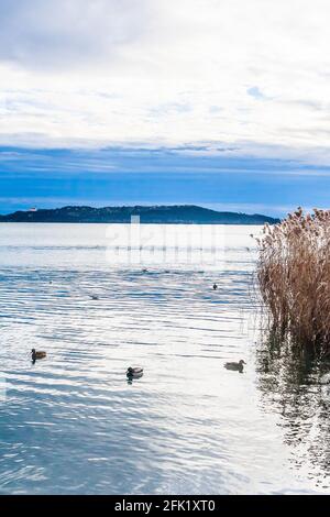 Canards dans le lac Balaton avec village Tihanyin fond, Bbalatonfured, Hongrie Banque D'Images