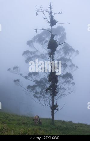 Beaux paysages naturels colombiens, villes, ciel bleu, animaux dans leur habitat naturel. Banque D'Images