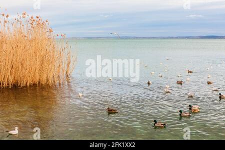 Roseaux en hiver au lac Balaton. Hongrie, Bbalatonfured Banque D'Images