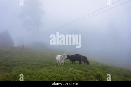 Beaux paysages naturels colombiens, villes, ciel bleu, animaux dans leur habitat naturel. Banque D'Images