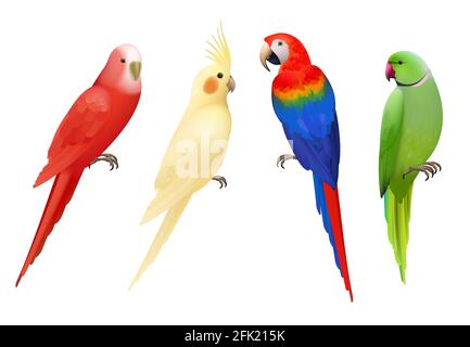 Perroquets. Tropical coloré oiseaux exotiques aras nature animaux vecteur collection réaliste de perroquets Illustration de Vecteur