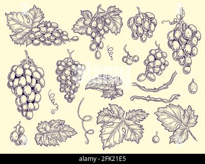 Ensemble de raisins. Collection de vignes vin raisins et feuilles vecteur gravure images graphiques pour le menu du restaurant Illustration de Vecteur