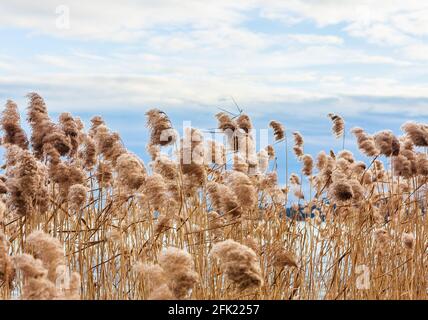 Roseaux en hiver au lac Balaton. Hongrie, Bbalatonfured Banque D'Images