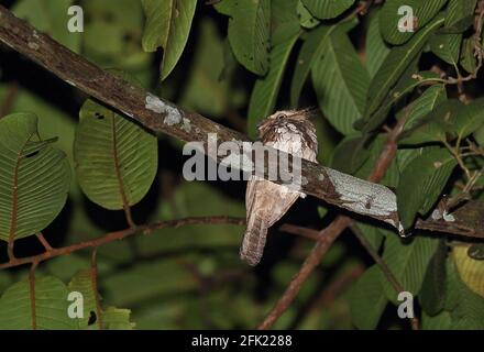 La grenouille de Blyth (Batrachostomus affinis) mâle adulte perchée sur la branche de Kambas NP, Sumatra, Indonésie Juin Banque D'Images