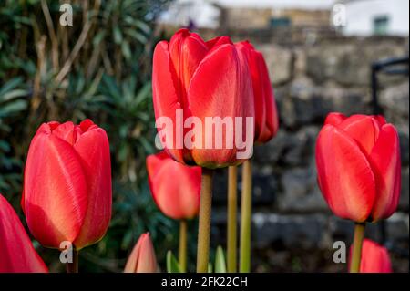 Tulipes rouges fleuris poussant dans un jardin au printemps Banque D'Images