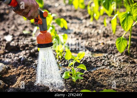 Arrosage des plantes à l'aide d'un tuyau. Jardinier prenant soin des plantes. Concept de jardinage. Banque D'Images