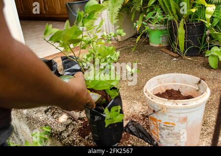 Plantation de chaux de clavette Banque D'Images