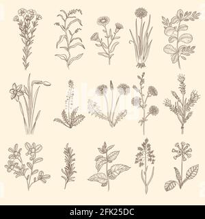 Croquis d'herbes médicales. Botanique florale thérapie plantes naturelles avec feuilles vecteur fleurs collection Illustration de Vecteur