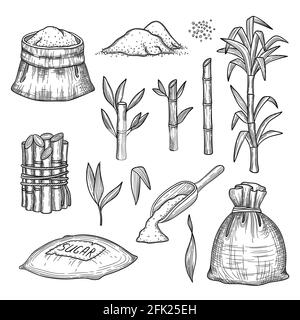 Canne à sucre. Plantes feuilles ferme frais gravure récolte sucre vecteur jeu d'illustrations dessinées à la main Illustration de Vecteur