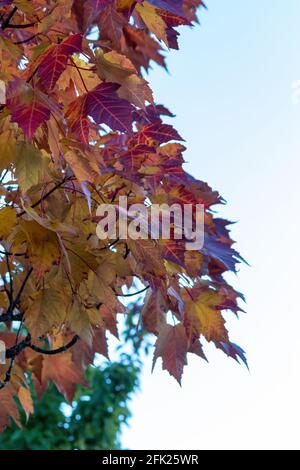 photo verticale de feuilles d'érable colorées Banque D'Images