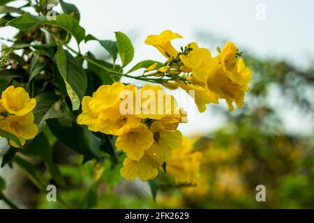 La fleur jaune trompette d'Ange, également connue sous le nom de fleur trompette ou la corne de l'abondance, est un indigène tropical qui a de longues fleurs plantes sur la terre Banque D'Images