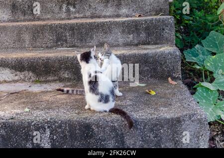 Cats Playing Banque D'Images