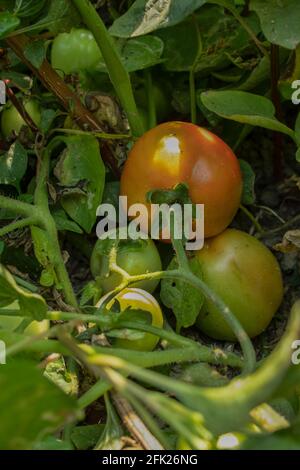 Dans un grand légume, accrocher les tomates vertes et rouges brutes et semi-mûres Banque D'Images