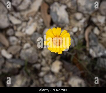Une seule fleur jaune, le tétraneuris acaulis, du pays de la colline du Texas, à l'extérieur de Bandera, au Texas, au printemps avec un fond rocheux. Banque D'Images
