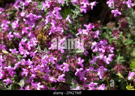 Macrophotographie, abeille sur une fleur de thym (thymus leucotrichus) par un jour ensoleillé. Banque D'Images