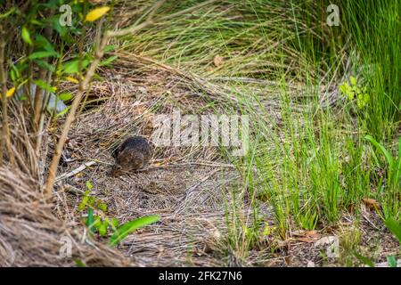 Vole à la recherche de nourriture, réserve naturelle de St. Marks Banque D'Images