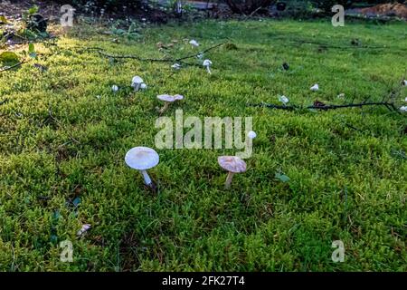 champignons sur une pelouse verte dans l'après-midi Banque D'Images