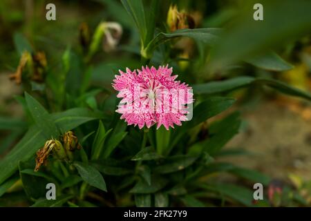 Sweet William est une fleur biennale irrésistible, colorée, elle pousse dans les zones d'été très chaudes, ils prospèrent avec partielle ou léger après-midi Banque D'Images