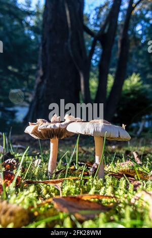 champignons sur pelouse avec feuilles mortes Banque D'Images