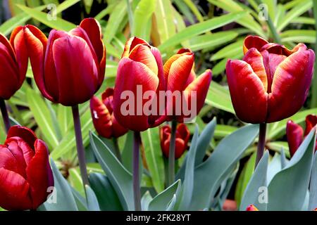 Tulipa ‘Abu Hassan’ Tulip 3 Abu Hassan Tulip – fleurs rouges bordeaux, bords orange jaune, tige pourpre, avril, Angleterre, ROYAUME-UNI Banque D'Images