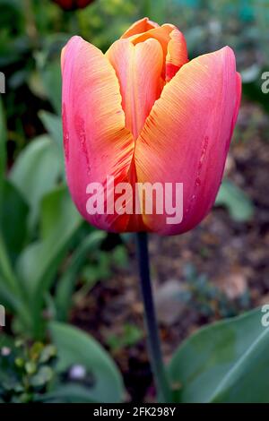 Tulipa ‘Jimmy’ Triumph tulipe 3 Jimmy tulipe – fleurs roses coralliennes profondes, marges jaunes orange, tige pourpre, avril, Angleterre, ROYAUME-UNI Banque D'Images