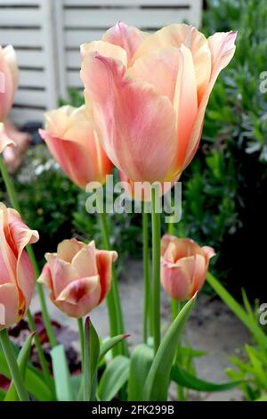 Tulipa 'Apricot Beauty' Single début 1 Apricot Beauty tulipe – fleurs rouges abricot, bords jaunes, avril, Angleterre, Royaume-Uni Banque D'Images