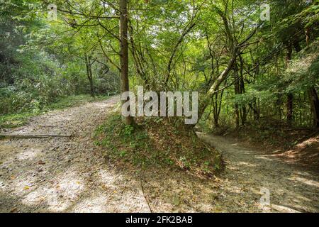 Sentier de montagne. Forêt arbres bois montagne vallée paysage. Forêt verte japonaise. Magome à Tsumago Nakasendo sentier de randonnée de la vallée de Kiso, randonnée. Banque D'Images