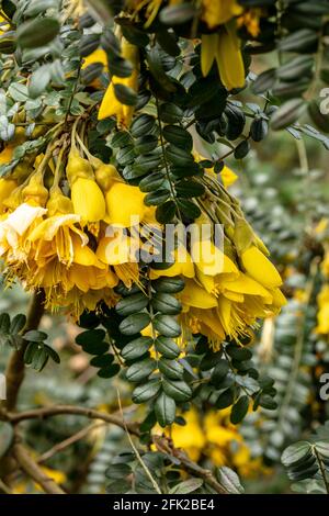 Sophora Sun King = Hilsop, fleurs jaune vif dans les fermes et le feuillage brillant Banque D'Images