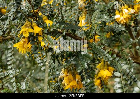 Sophora Sun King = Hilsop, fleurs jaune vif dans les fermes et le feuillage brillant Banque D'Images