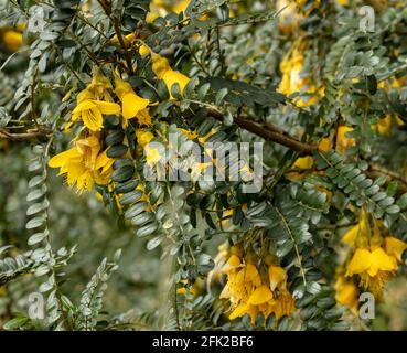 Sophora Sun King = Hilsop, fleurs jaune vif dans les fermes et le feuillage brillant Banque D'Images