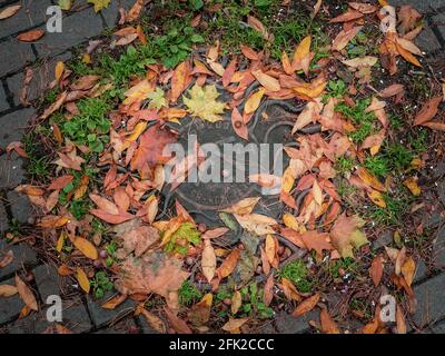 Vue de dessus d'une couverture de trou d'homme entourée de feuilles automnales hautes en couleur jaune, orange, rouge et vert. Fond naturel de chute. Banque D'Images