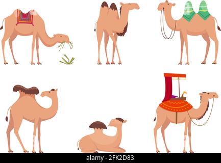 Chameau. Afrique désert egypte ou inde Voyage animaux vecteur dessins animés Camels illustrations Illustration de Vecteur