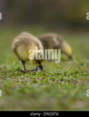 oiseau, animal, oie, bébé, gosling, herbe, nature, faune, mignon, jeune, oies, sauvages, printemps, jaune, petites, moelleux, vert, poussin, petit, oiseaux, aem Banque D'Images