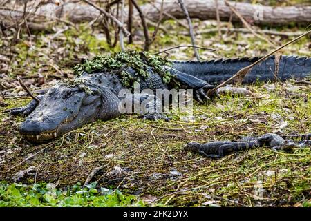 Mère avec un groupe de petits alligators de bébé reposant sur l'herbe au jour Banque D'Images