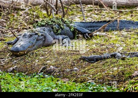 Mère avec un groupe de petits alligators de bébé reposant sur l'herbe au jour Banque D'Images