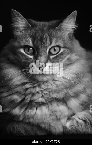 portrait d'un chat angora long cheveux Banque D'Images